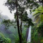 Top-35-Facts-of-Tropical-RainForest