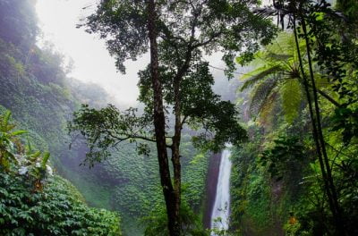 Top-35-Facts-of-Tropical-RainForest