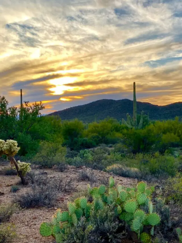 Top 7 Things To Do In Tucson, Arizona