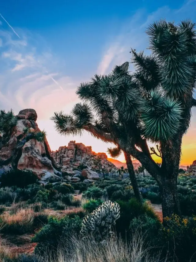 Top 7 Facts About Joshua Tree National Park in California