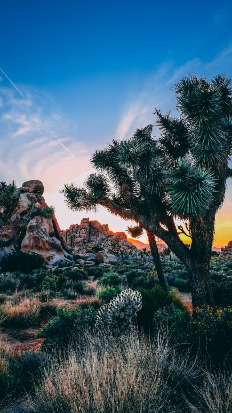 7 Facts About Joshua Tree National Park, California 