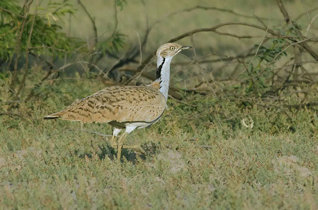 MacQueens Bustard in Greater Rann of Kutch, Gujarat, India