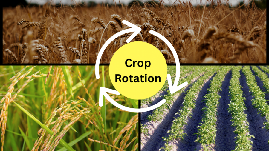 Role of Crop Rotation for Sustainable Agriculture - Geographical Analysis