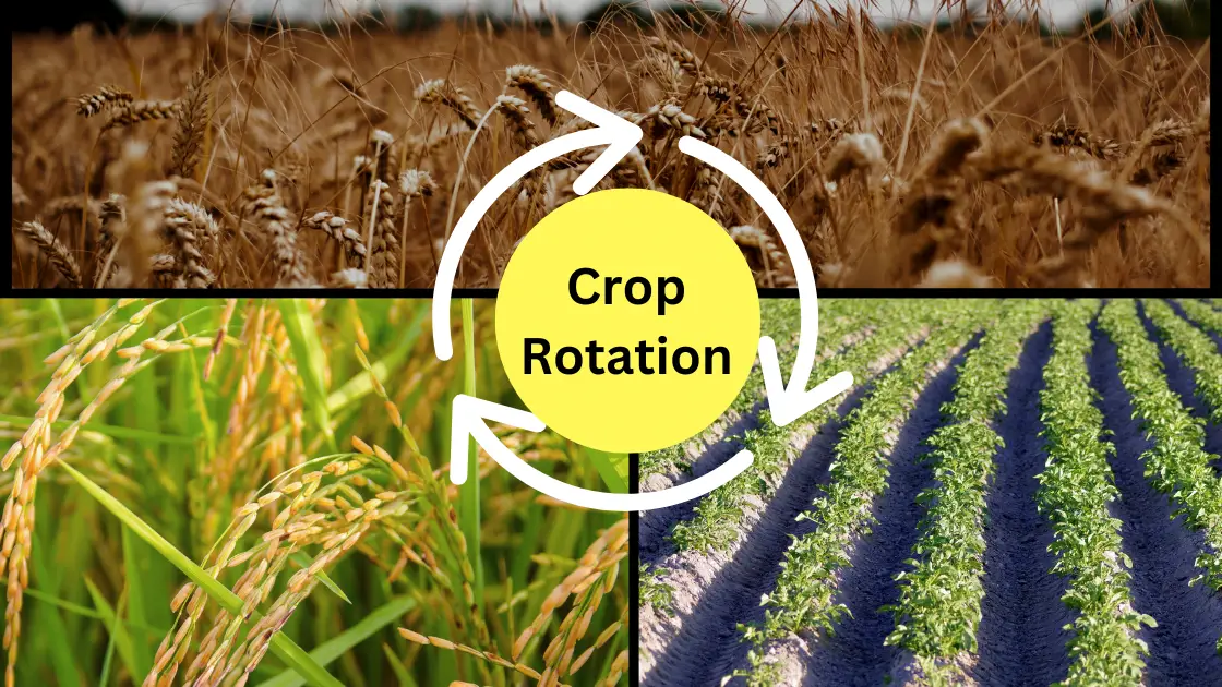 Crop Rotation