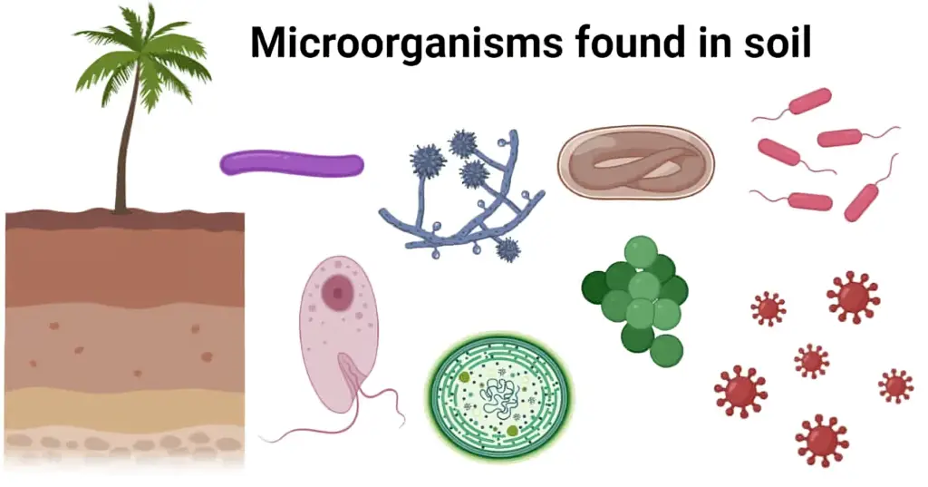 Microorganisms-found-in-soil