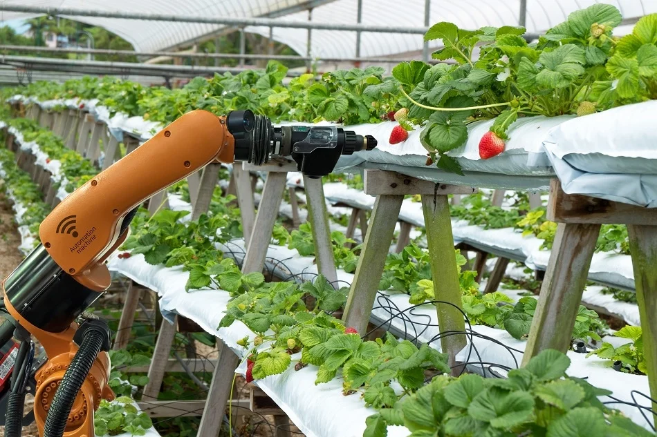 Robotic Harvesting Systems