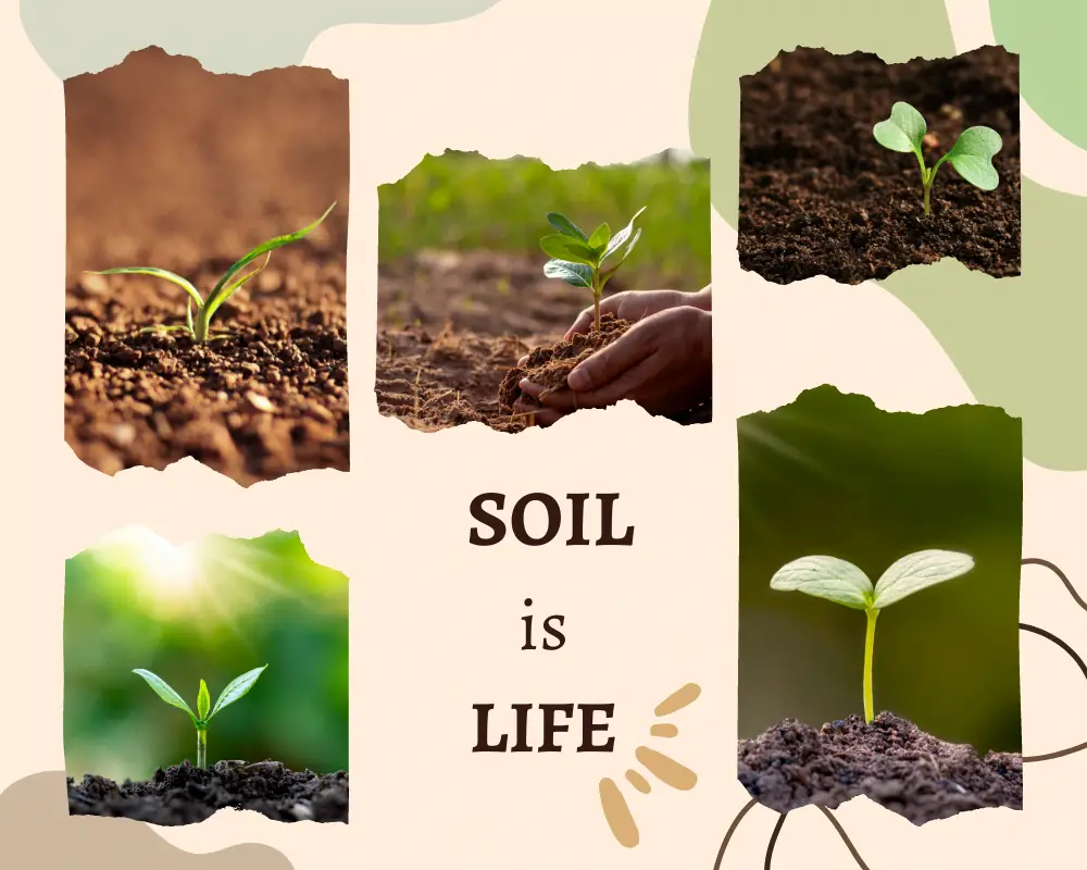 Soil Health