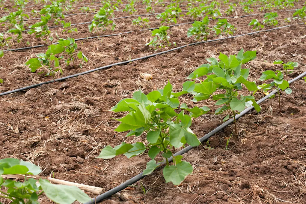 Drip irrigation