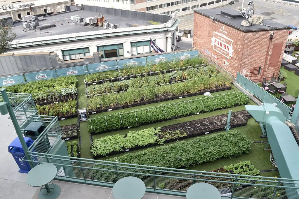 Rooftop Farm