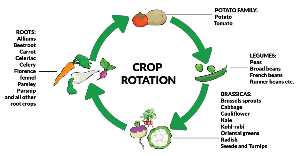 crop rotation