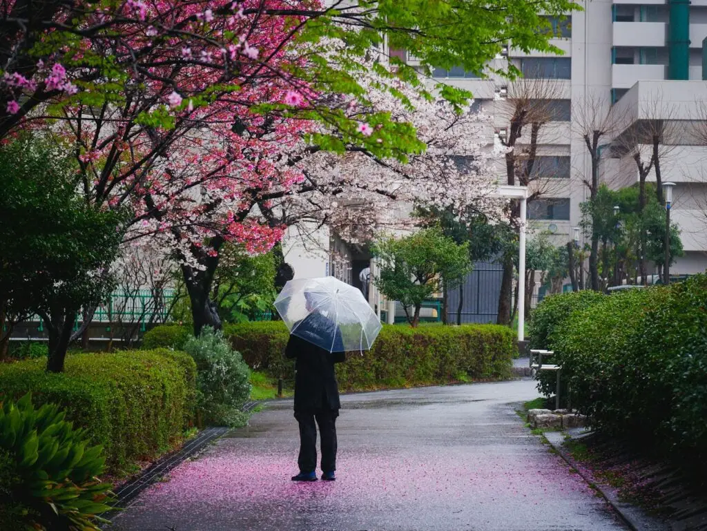 Hanami in Japan